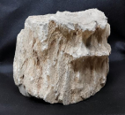Versteinertes Holz Indonesien